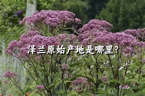 泽兰原始产地是哪里？