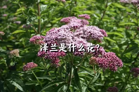 泽兰是什么花？