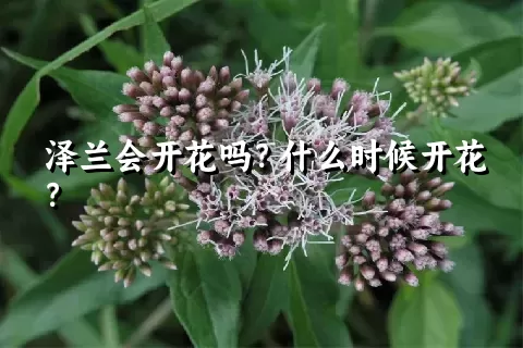 泽兰会开花吗？什么时候开花？