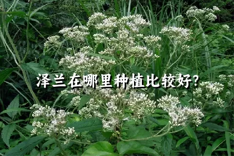 泽兰在哪里种植比较好？