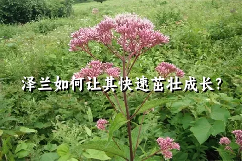 泽兰如何让其快速茁壮成长？