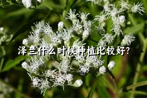 泽兰什么时候种植比较好？