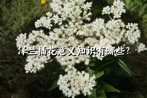 泽兰插花意义知识有哪些？