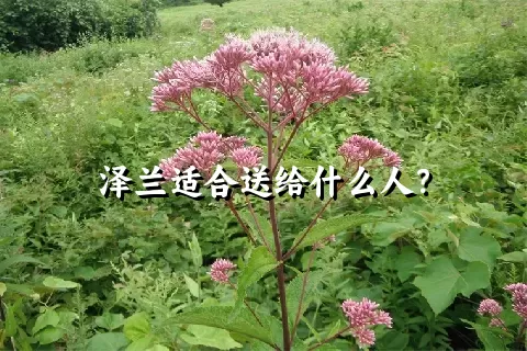 泽兰适合送给什么人？