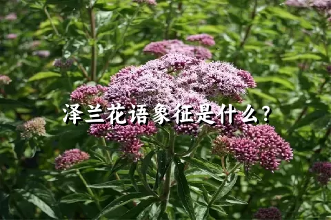 泽兰花语象征是什么？