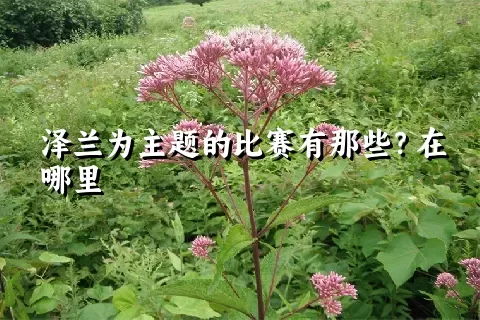 泽兰为主题的比赛有那些？在哪里