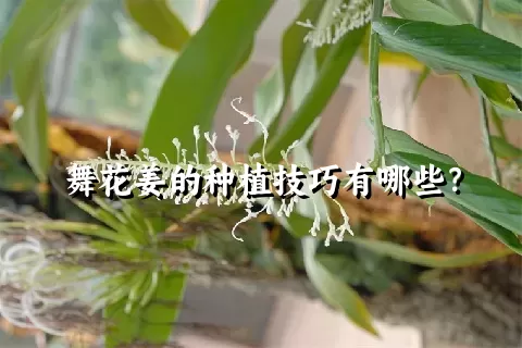 舞花姜的种植技巧有哪些？