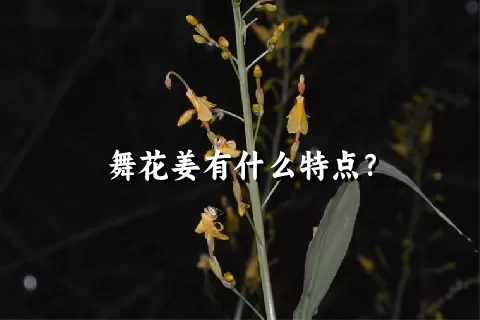 舞花姜有什么特点？