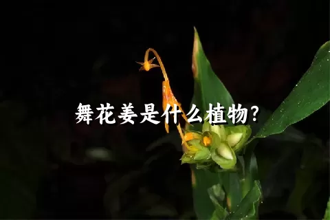 舞花姜是什么植物？