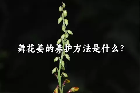 舞花姜的养护方法是什么？