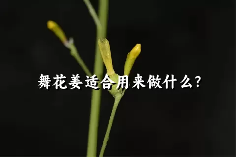 舞花姜适合用来做什么？