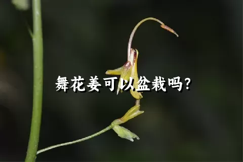 舞花姜可以盆栽吗？