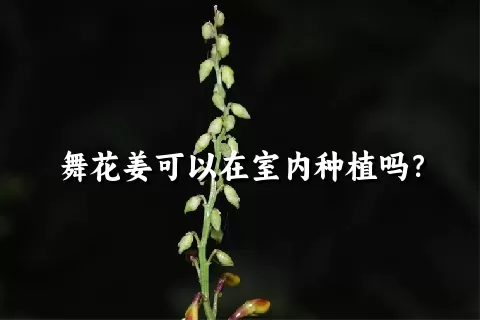 舞花姜可以在室内种植吗？