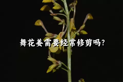 舞花姜需要经常修剪吗？