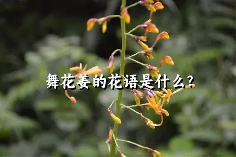 舞花姜的花语是什么？