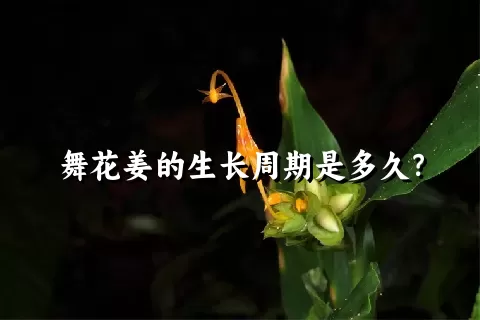 舞花姜的生长周期是多久？