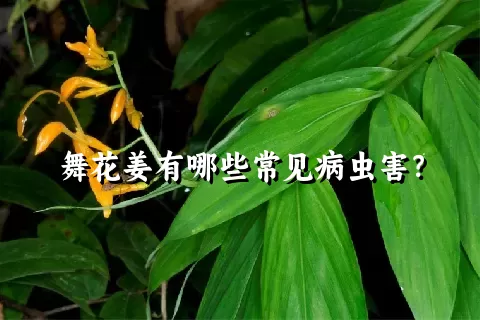 舞花姜有哪些常见病虫害？