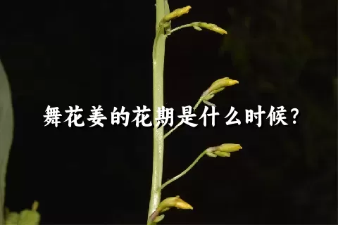 舞花姜的花期是什么时候？