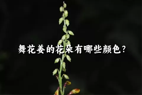 舞花姜的花朵有哪些颜色？