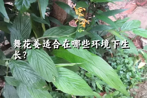 舞花姜适合在哪些环境下生长？