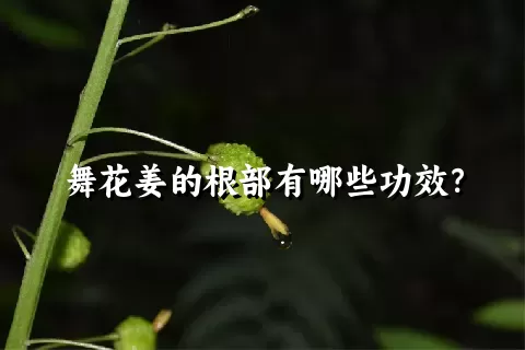 舞花姜的根部有哪些功效？