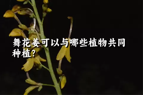 舞花姜可以与哪些植物共同种植？