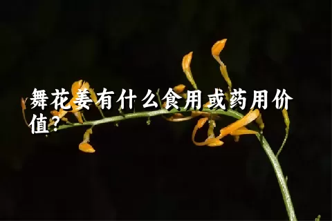 舞花姜有什么食用或药用价值？