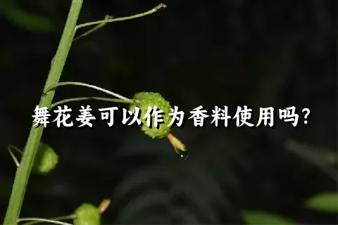 舞花姜可以作为香料使用吗？