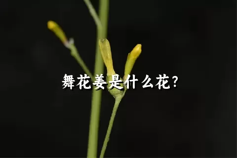 舞花姜是什么花？