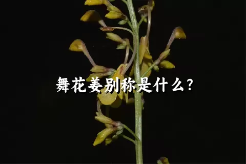 舞花姜别称是什么？