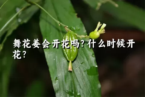 舞花姜会开花吗？什么时候开花？