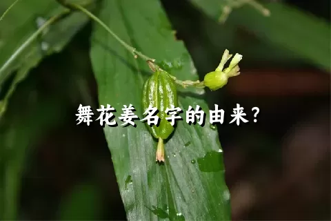 舞花姜名字的由来？