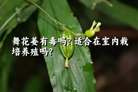 舞花姜有毒吗？适合在室内栽培养殖吗？