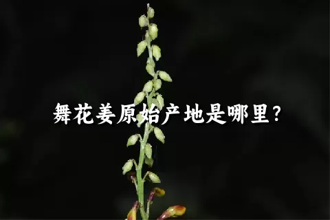 舞花姜原始产地是哪里？