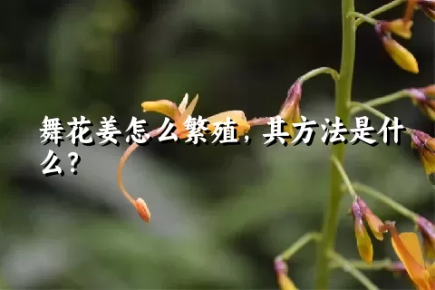 舞花姜怎么繁殖，其方法是什么？