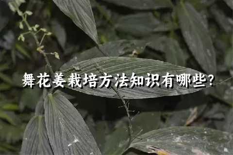 舞花姜栽培方法知识有哪些？