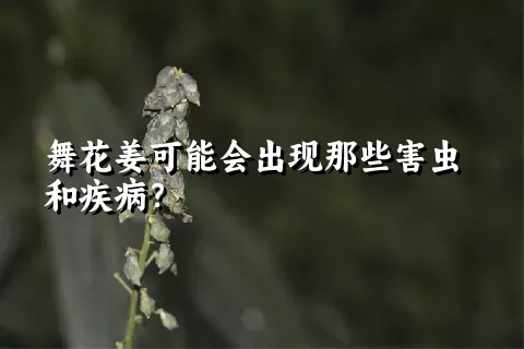 舞花姜可能会出现那些害虫和疾病？