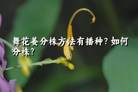 舞花姜分株方法有播种？如何分株？