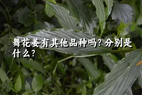 舞花姜有其他品种吗？分别是什么？