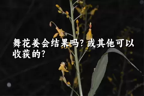 舞花姜会结果吗？或其他可以收获的？