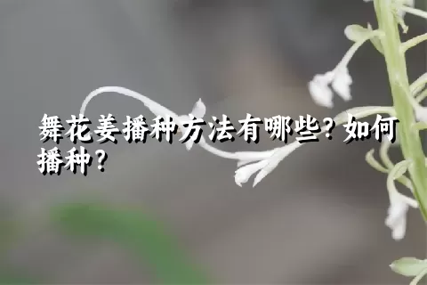 舞花姜播种方法有哪些？如何播种？