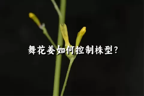 舞花姜如何控制株型？