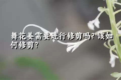 舞花姜需要进行修剪吗？该如何修剪？