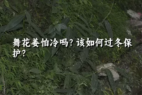 舞花姜怕冷吗？该如何过冬保护？