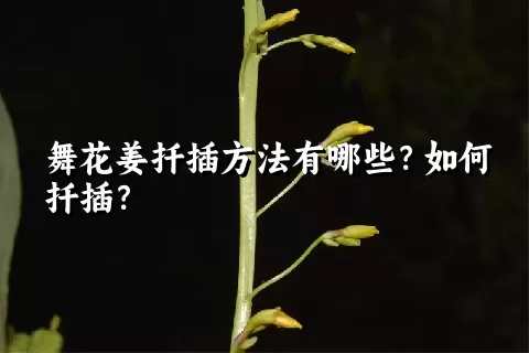 舞花姜扦插方法有哪些？如何扦插？