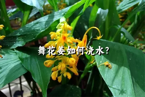 舞花姜如何浇水？