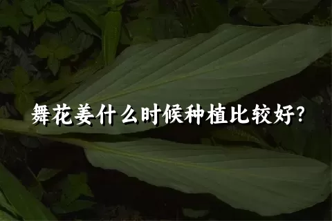 舞花姜什么时候种植比较好？