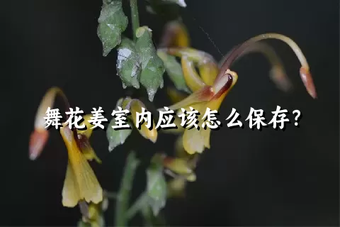 舞花姜室内应该怎么保存？