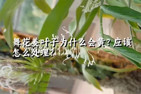 舞花姜叶子为什么会黄？应该怎么处理？