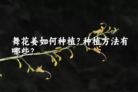 舞花姜如何种植？种植方法有哪些？